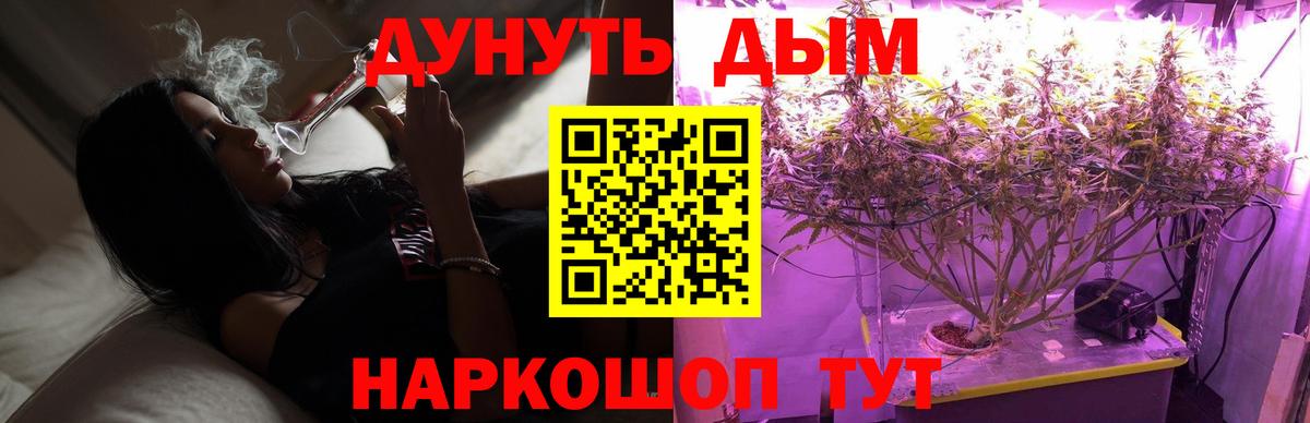 Канабис сатива Будённовск